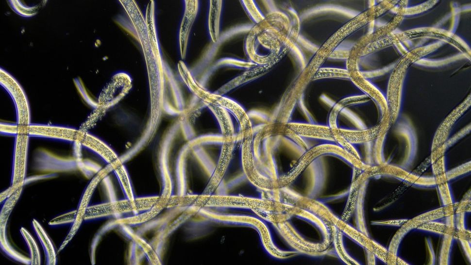 These 1-millimeter-long worms can make complex decisions with a mere 300 neurons
