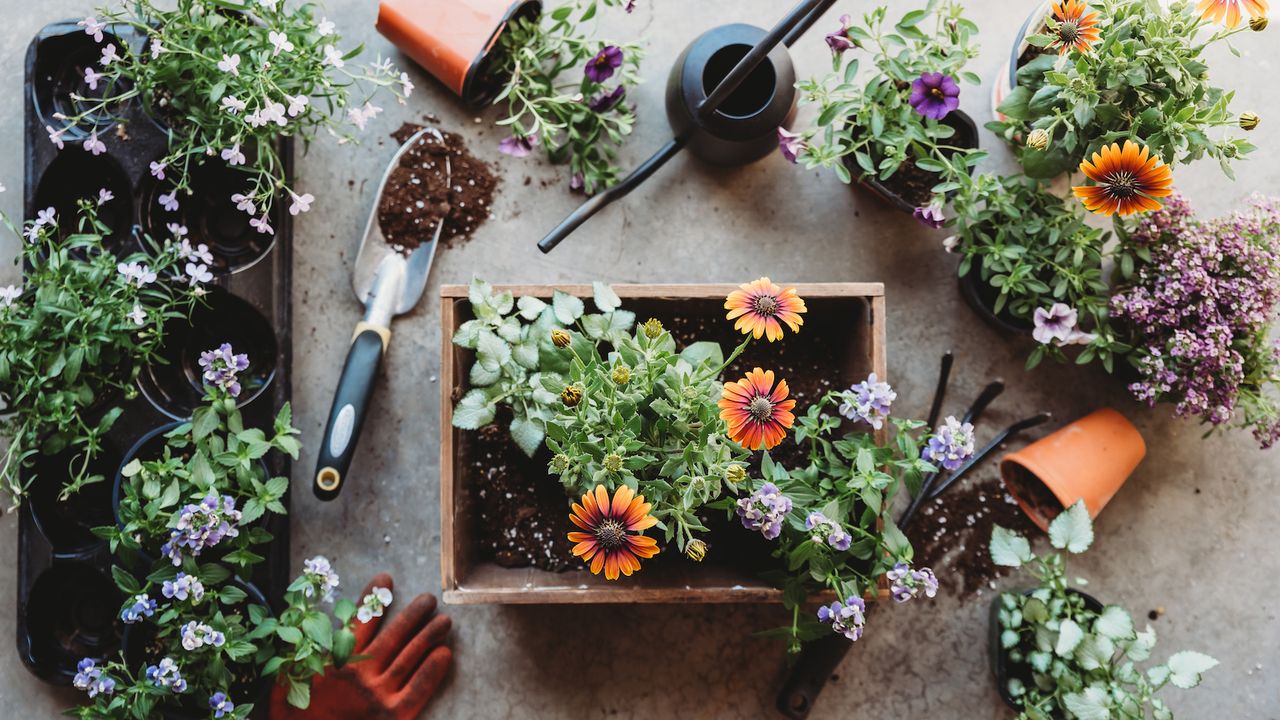 Top view of flowers in pots with gardening tools on grey floor