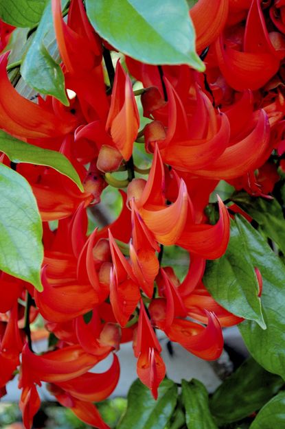 red jade vine