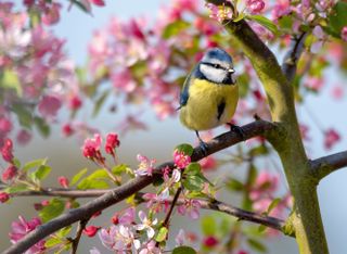 a bird in a blossom tree