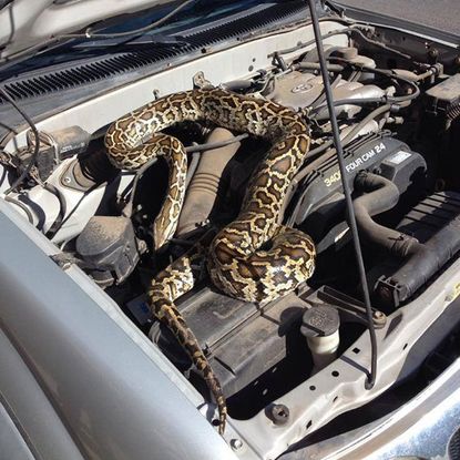 Woman finds python in engine block of stalled pickup truck