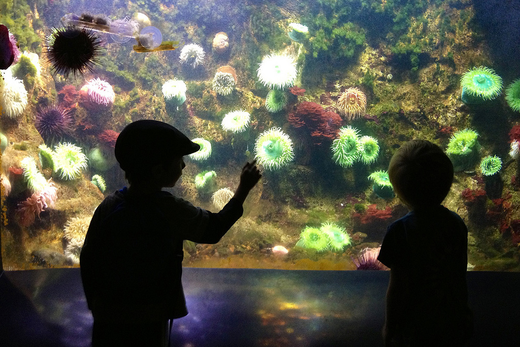 Anemone tank at the National Zoo