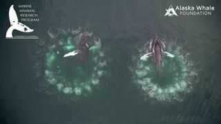 Two humpback whales, NOAA permit #19703