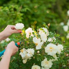 cutting of white flowers - Lily Solopova - GettyImages-1397654367