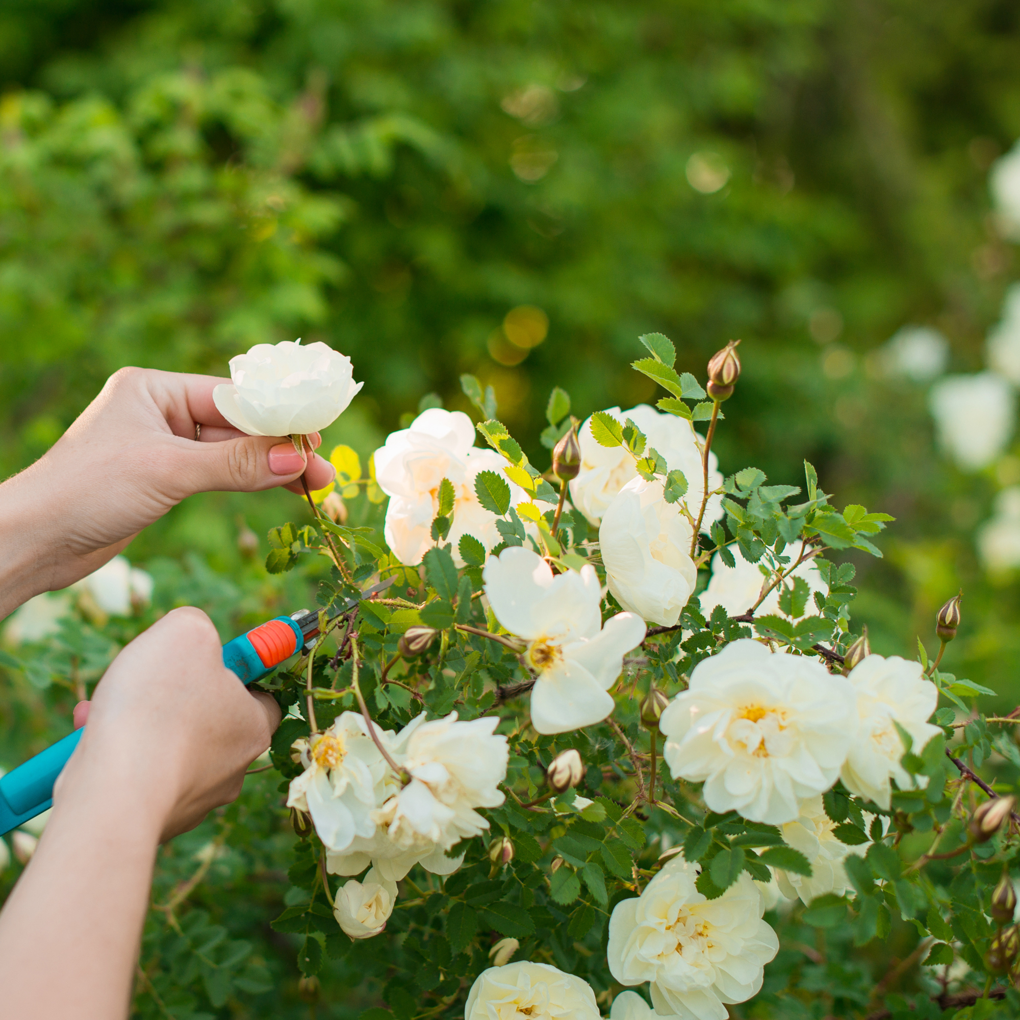 cutting of white flowers - Lily Solopova - GettyImages-1397654367