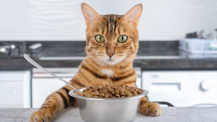 Best cat food: Find fabulous formulas for your feline | PetsRadar