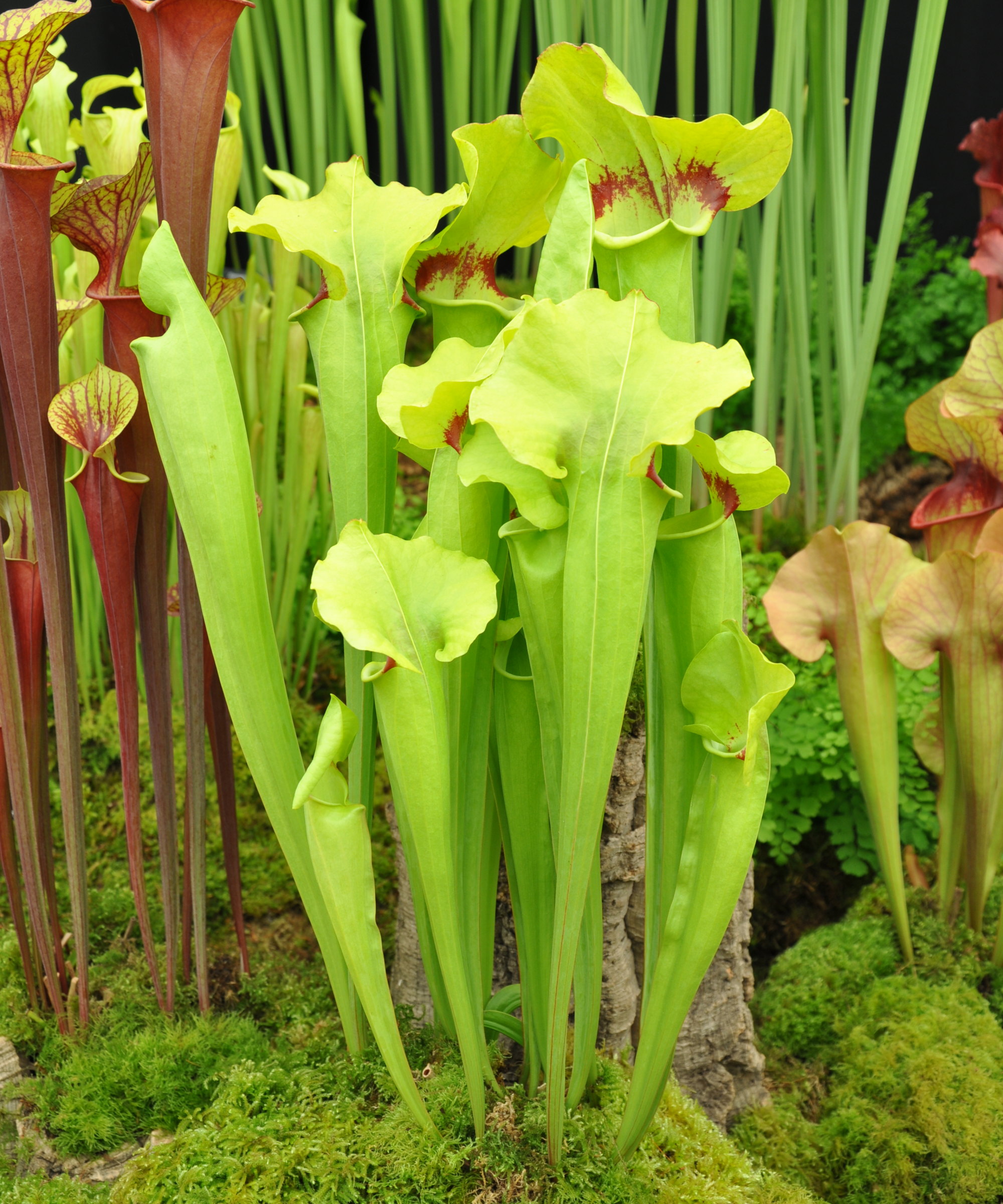 Green and red sarracenia pitcher plants on display at the Chelsea Flower Show
