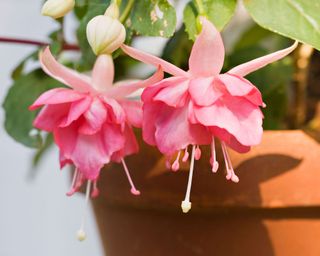 pink fuchsias in a pot