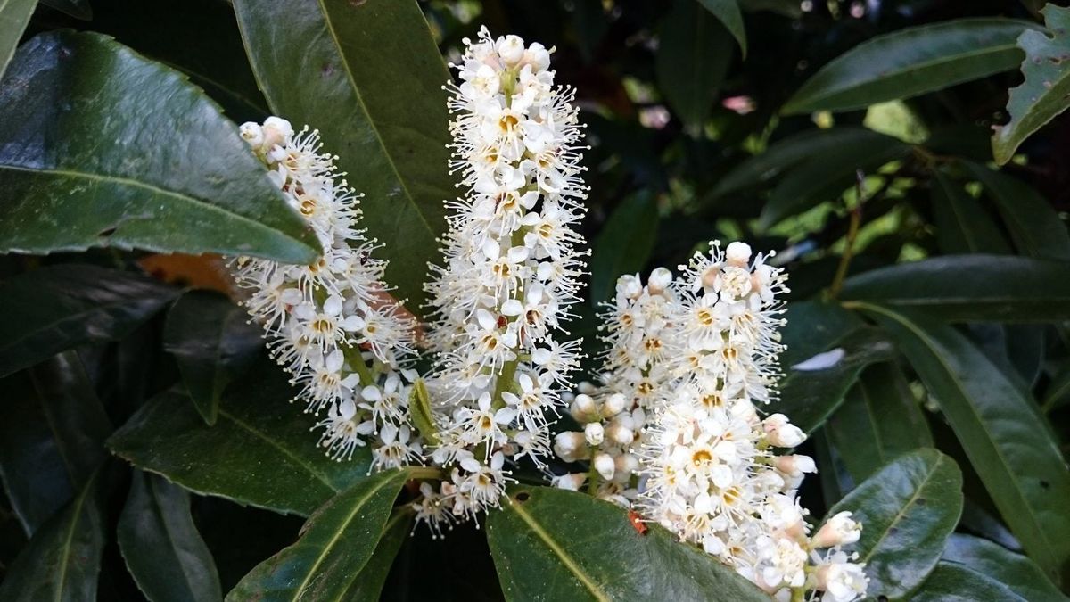 Do Cherry Laurels Need Fertilizer Tips On Cherry Laurel Feeding In The