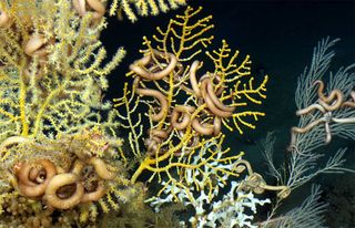 Deep-sea corals and brittle stars in the Gulf.