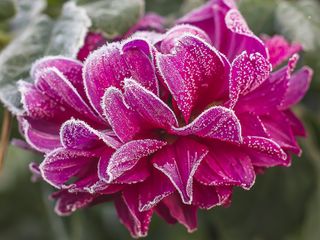 frost on a pink peony