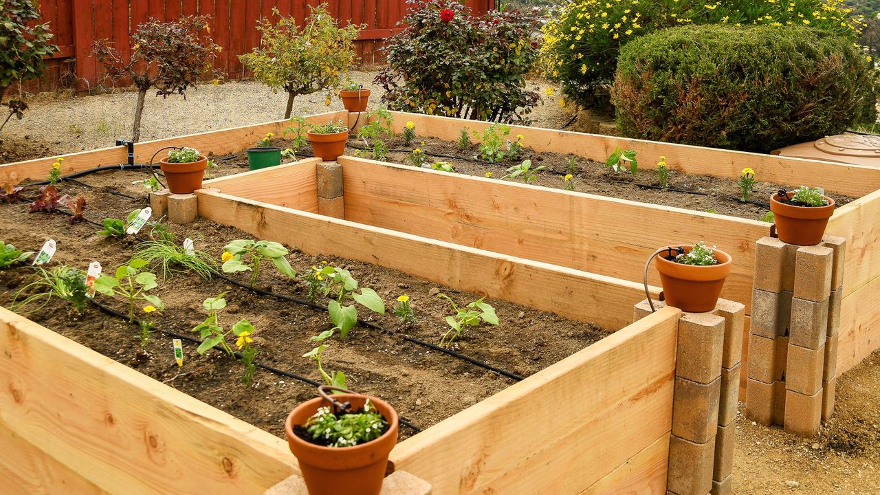 Raised beds in hot region