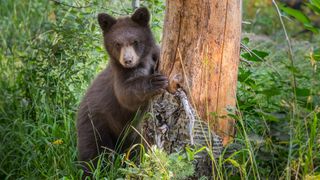 Young black bear peering around tree at Grand Teton National Park, USA