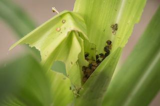 Fall armyworm caterpillars (Spodoptera frugiperda) feed on corn leaves and crevasses where the leaves meet the stalks.