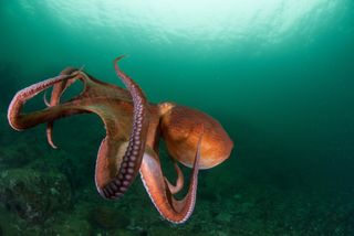 An octopus in the deep sea.