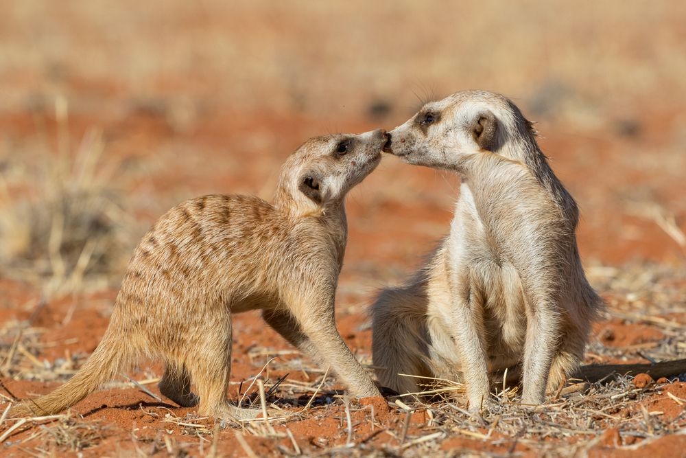 Meerkats Kissing