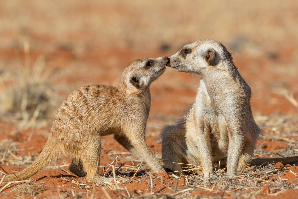 Animal Sex: How Meerkats Do It | Live Science