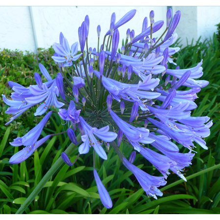Live Blue Agapanthus Plant African Lily Hardy Perennial Flower Plant Lily of the Nile Seedling 4-6"tall