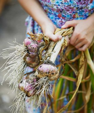 person holding harvested garlic