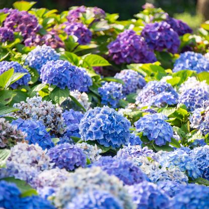 Blue and purple hydrangea macrophylla