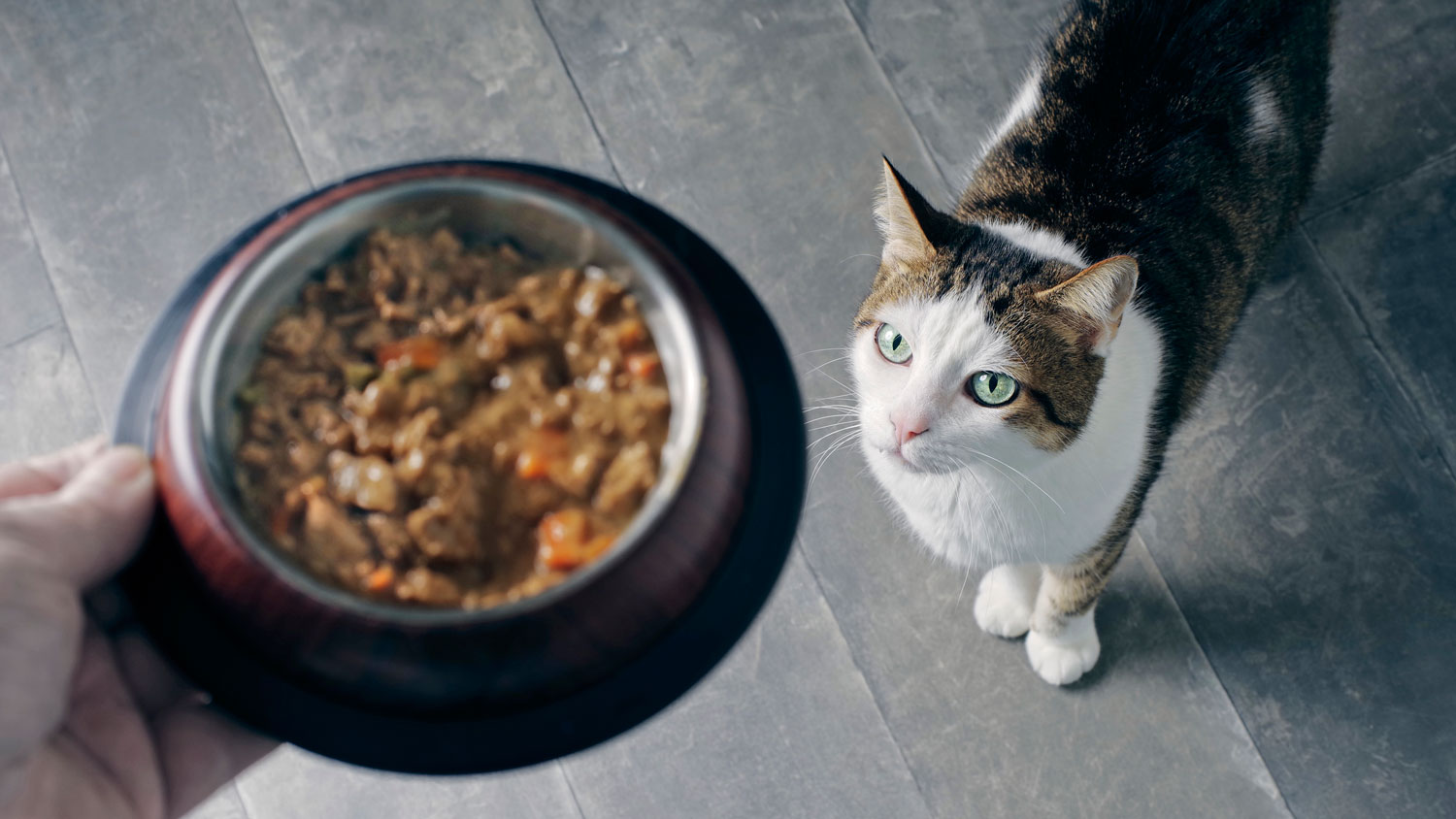 Un gato al que le dan un plato de comida.