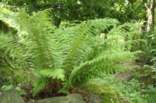 'Braun's holly fern' growing in english garden