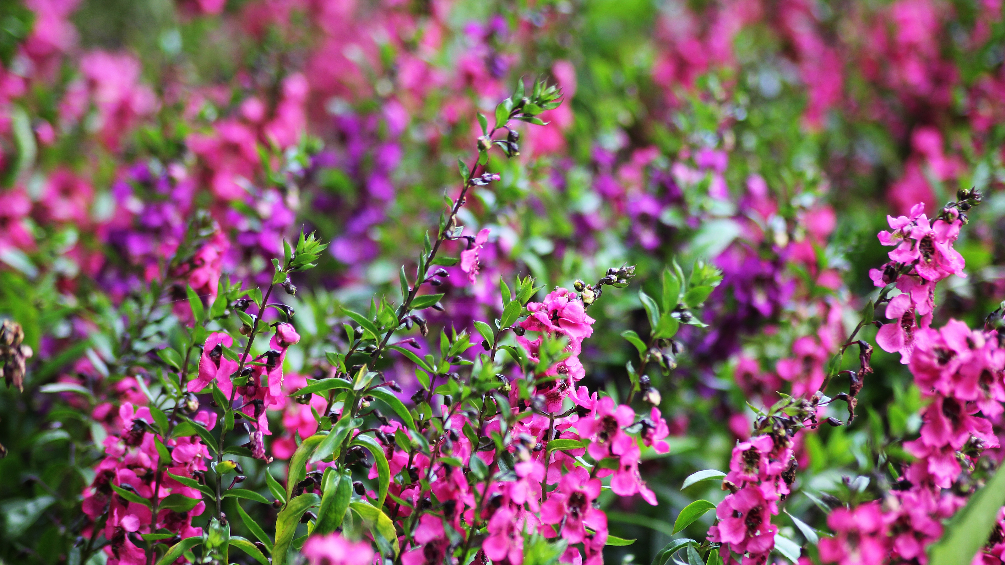 Angelonia Angustifolia