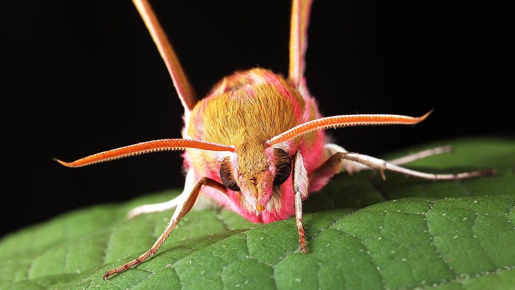 Why Hawk Moths are the Underdogs of the Pollinator World, Smithsonian  Voices