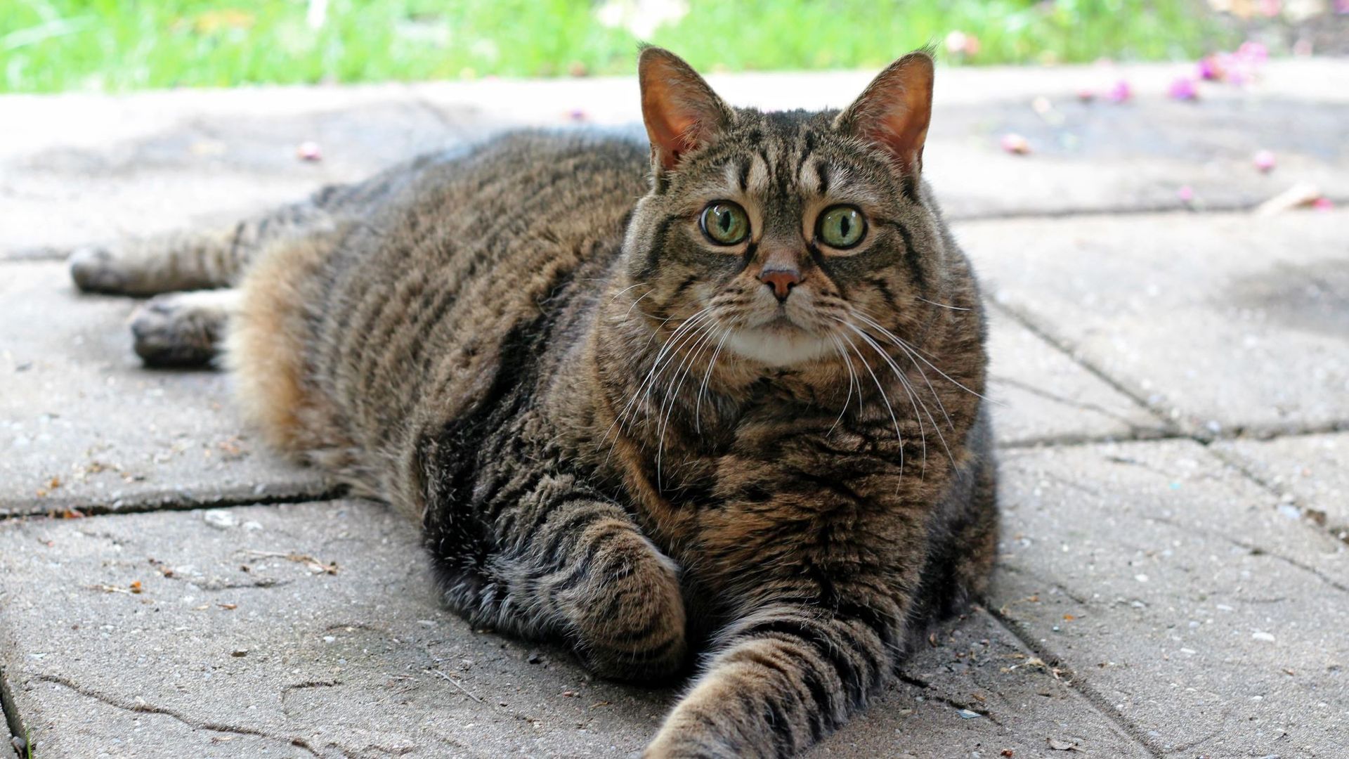 Is My Cat Overweight PetsRadar is-my-cat-overweight-petsradar