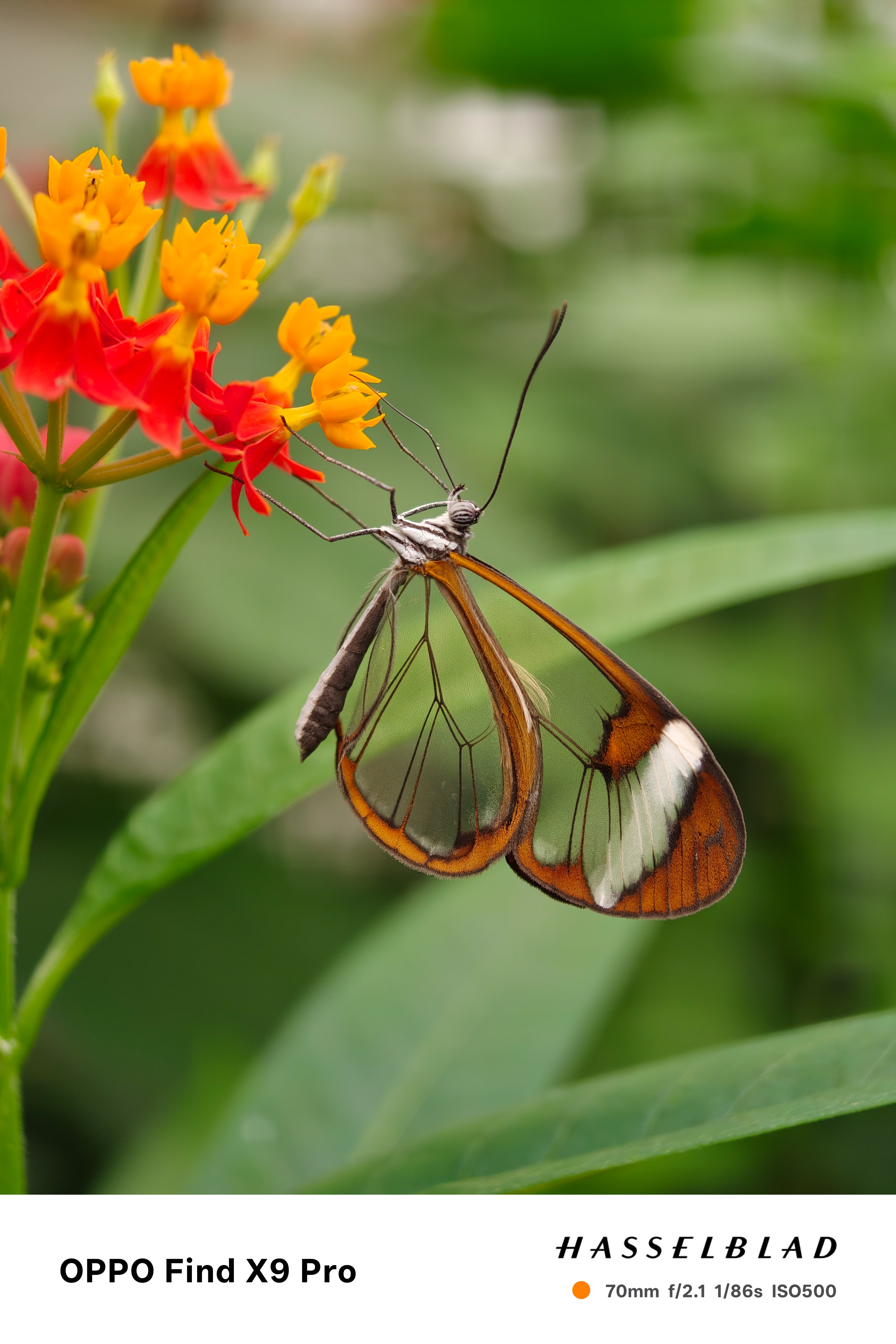 Close-up of a butterfly hanging off a colourful flower