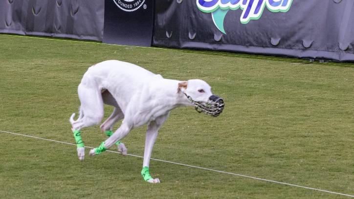 Reas Whippet crowned Fastest Dog in America Winston in close pursuit | PetsRadar