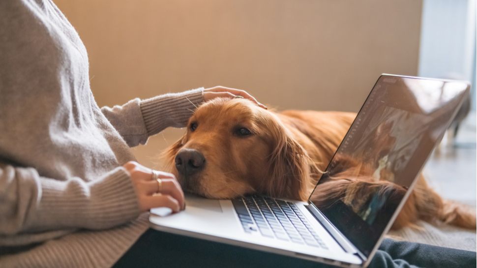 dog helping owner work on PC