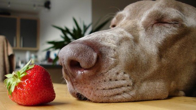 can dogs eat strawberries