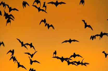 Scientists discover bats 'jam' each other's sonar when competing for food