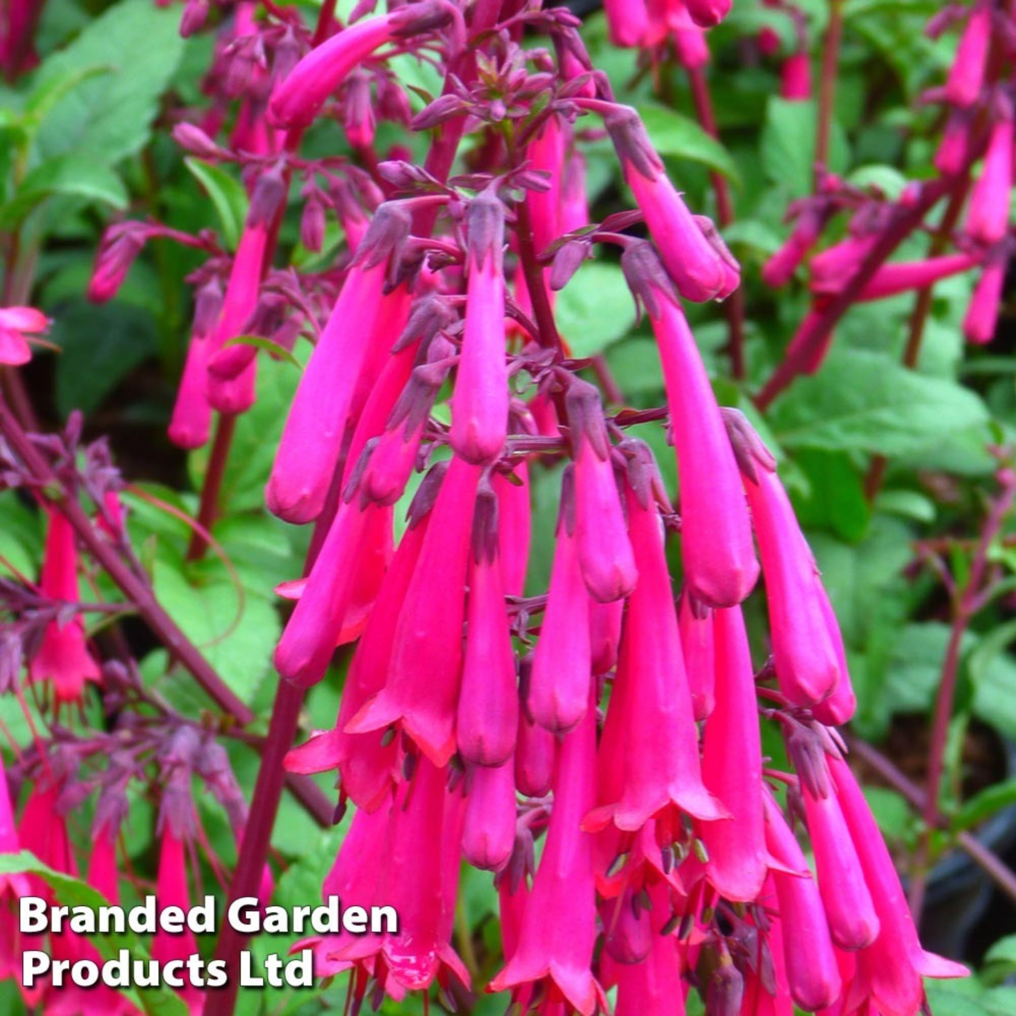 cape fuschia