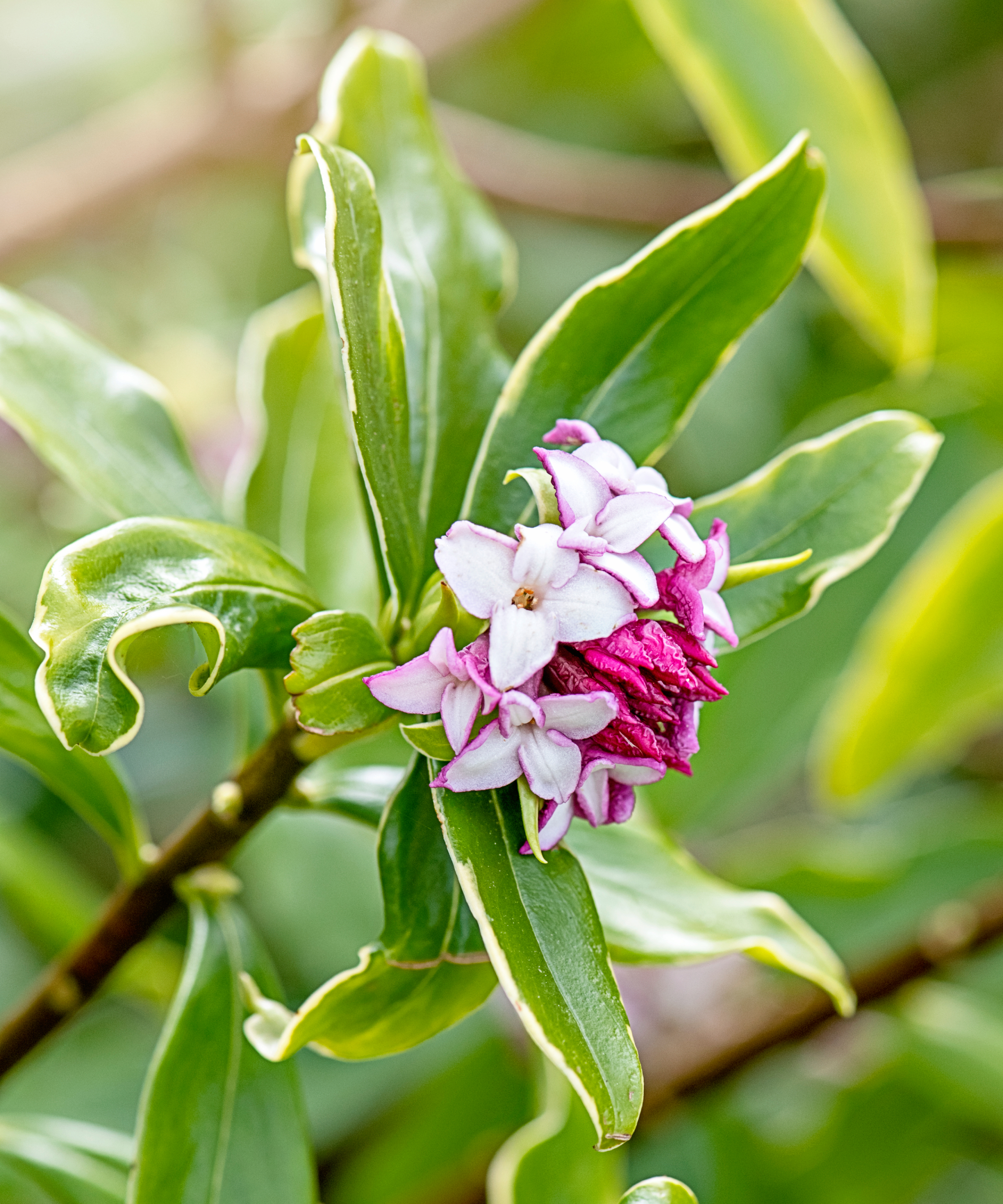 daphne with pink flowers