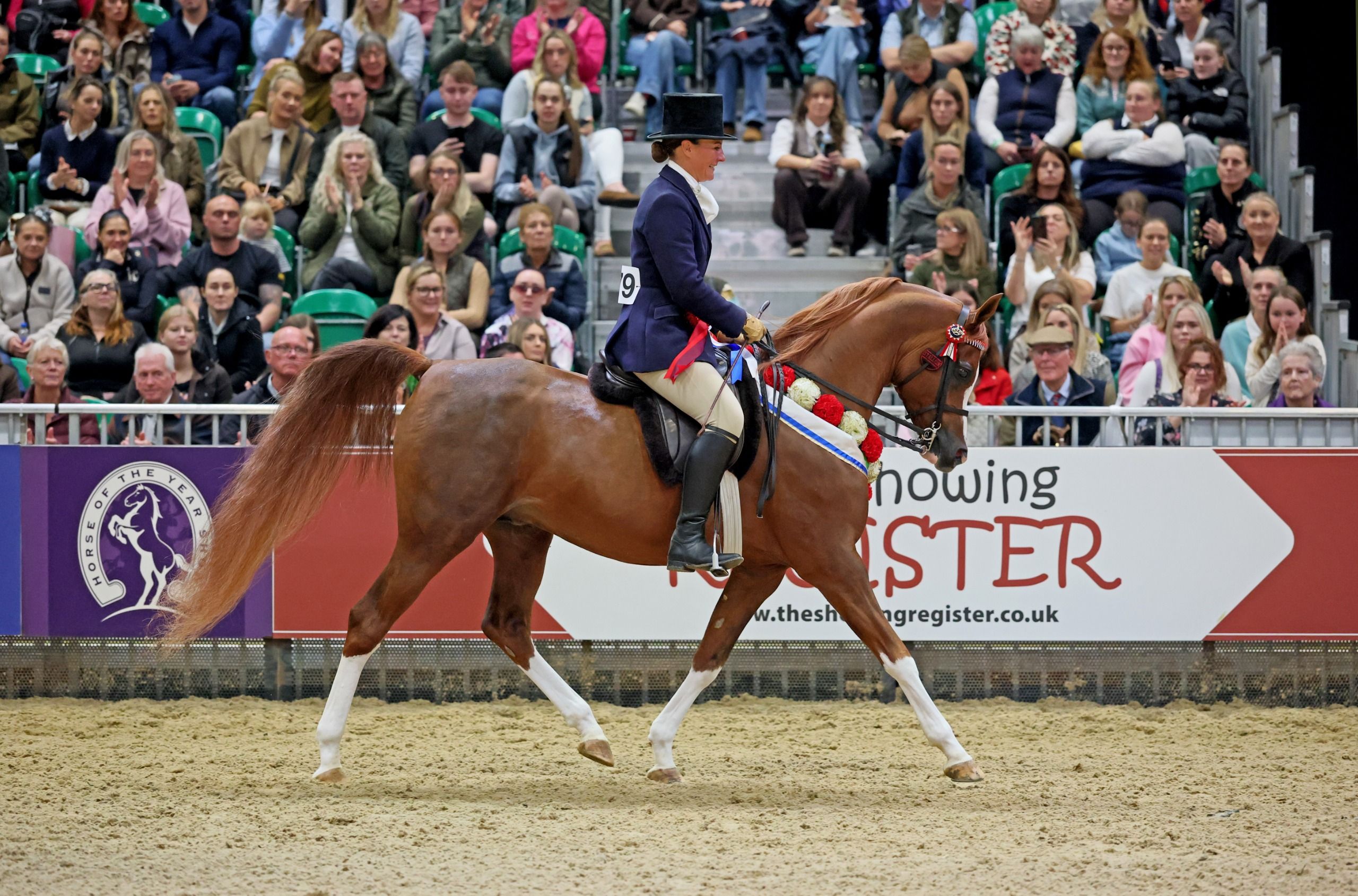 ‘He’s a darling’: HOYS debutant crowned HOYS 2026 ridden Arab of the year