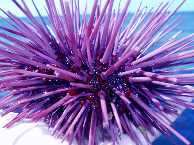 An adult purple sea urchin.