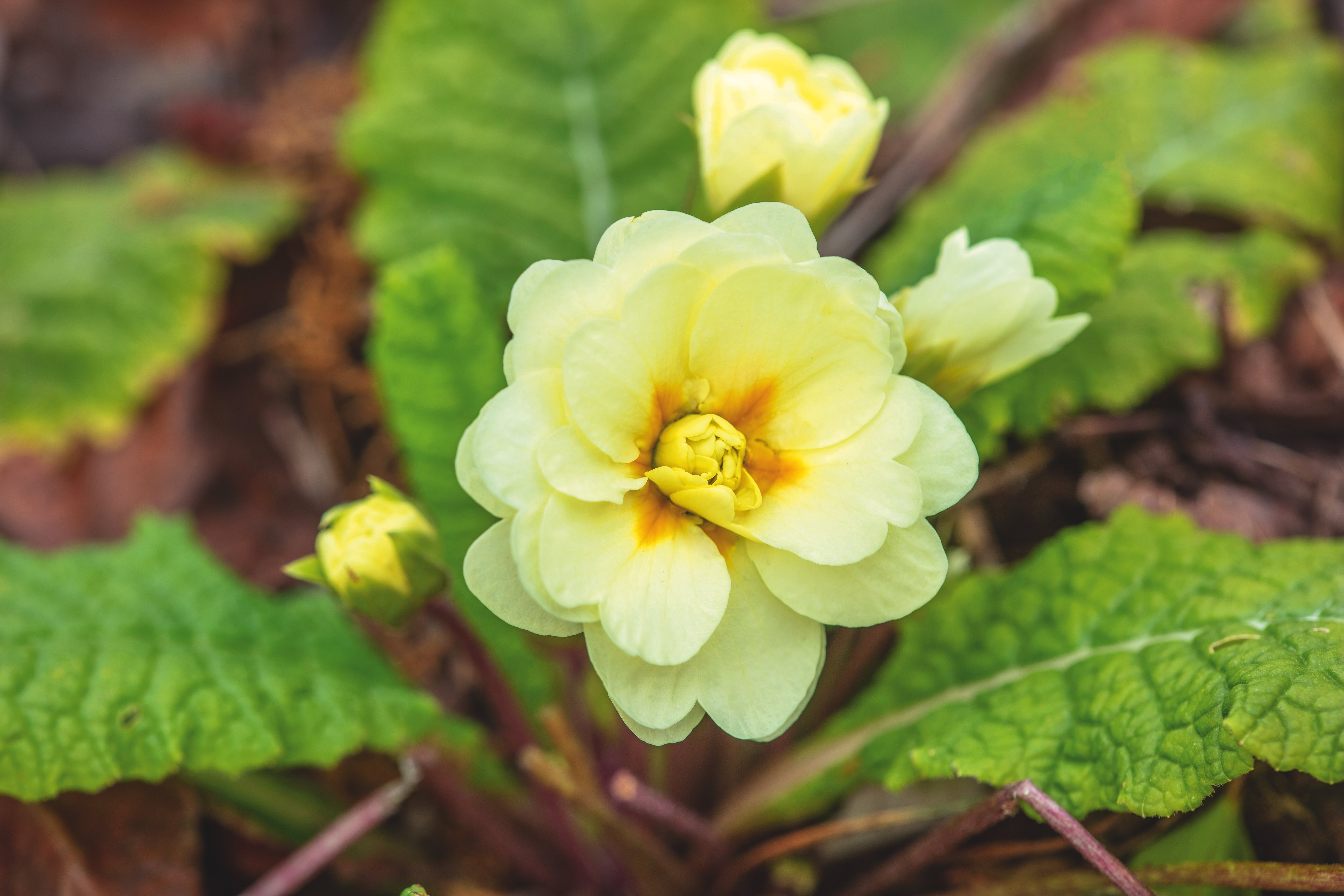 THE PICTON GARDEN AND OLD COURT NURSERIES, WORCESTERSHIRE: PLANT PORTRAIT OF THE PALE YELLOW FLOWERS OF PRIMULA VULGARIS BELARINA QUEEN, 