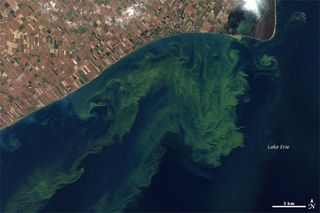 A toxic algae bloom in Lake Erie in October 2011 as seen by the Landsat-5 satellite. One of the capabilities of the proposed PACE satellite would be to monitor such blooms.