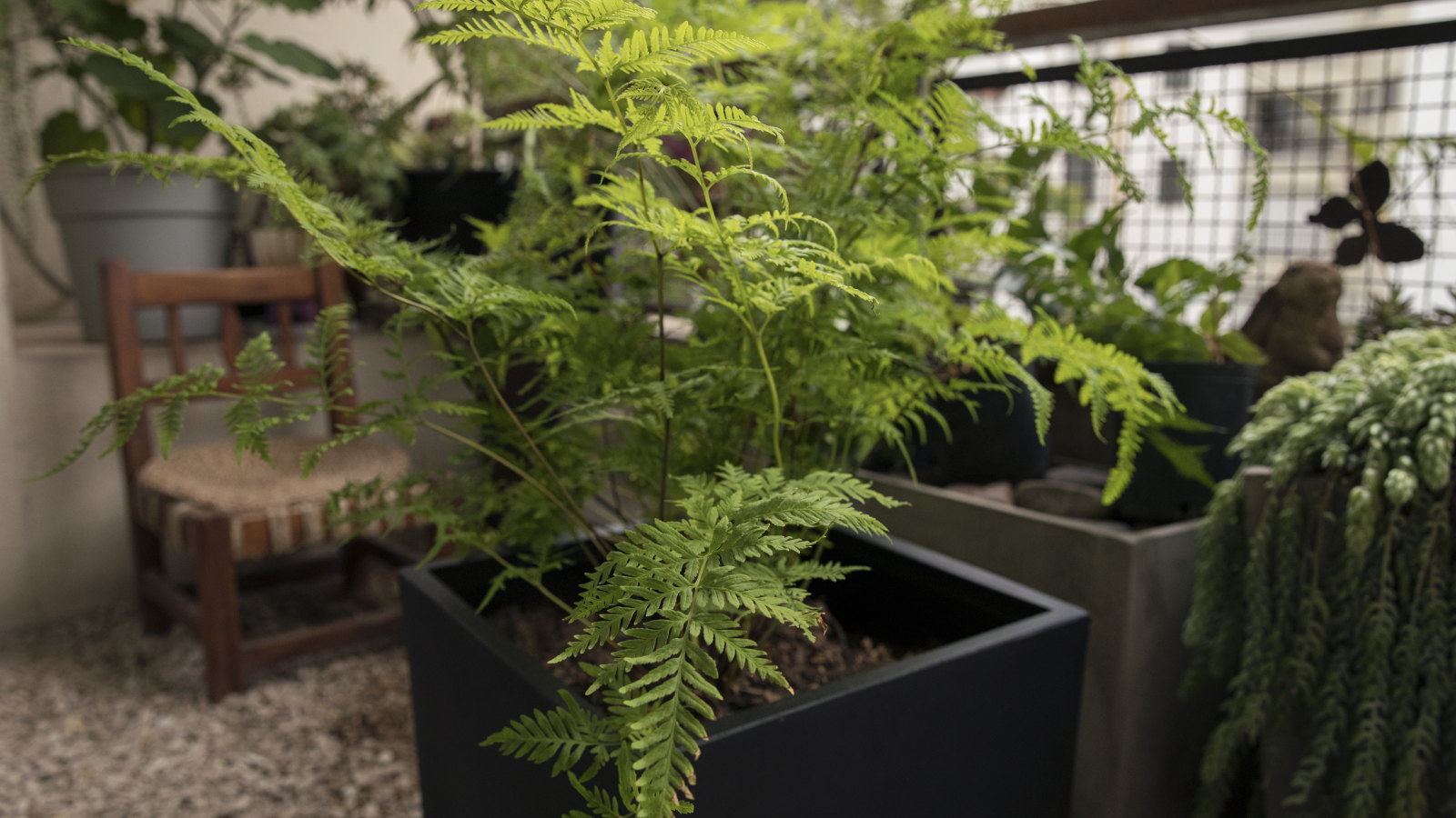 A fern growing in a black pot in a shady urban balcony garden, along with other foliage plants in containers