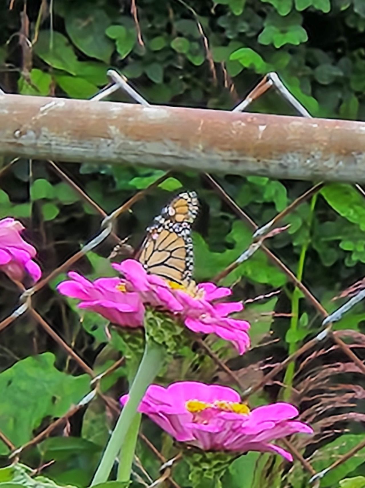 30x zoom camera samples from the Samsung Galaxy Z Fold 4