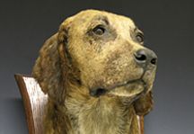 stuffedhound-hr.JPG