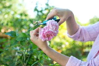 rose care tips: deadheading roses