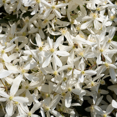 Clematis armandii white scented blossom