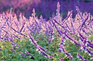 Salvia leucantha planted in a field