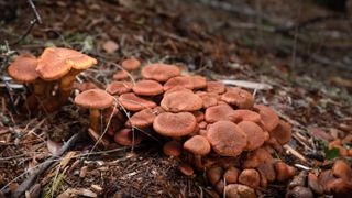 Gymnopilus mushrooms growing in wood mulch