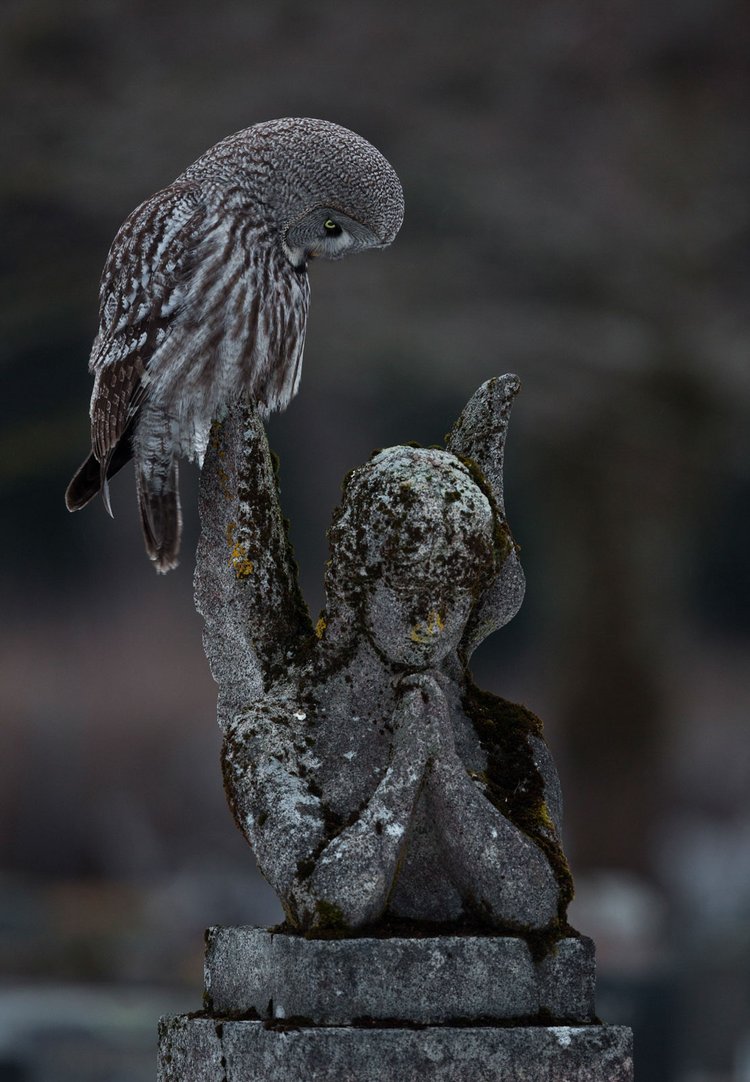 Bird Photographer of the Year 2023