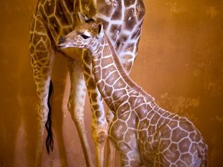 Atlanta zoo, baby giraffe at Atlanta zoo, baby giraffe born, zoo babies, zoo births, Atlanta zoo births