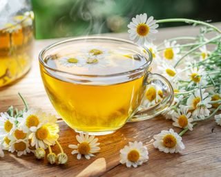Chamomile flowers next to cup of chamomile tea